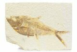 Detailed Fossil Fish (Diplomystus) - Wyoming #373782-1